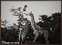 VBS_1827 - Nuovo Museo delle Gallerie d'Italia_Intesa San Paolo_a_Torino
